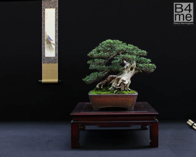shohin bonsai display